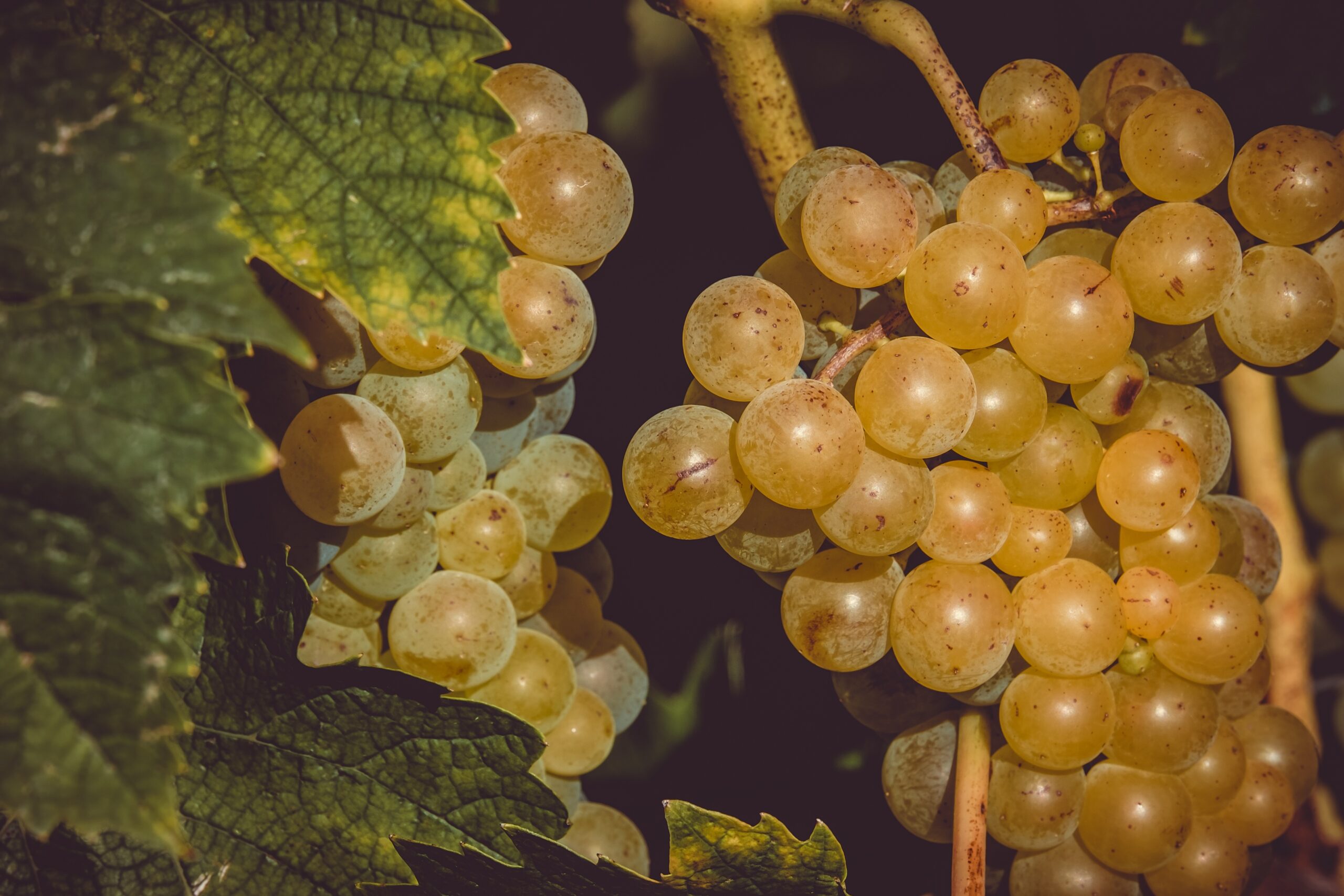 grapes-3638444